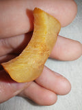 4g Natural Raw Amber Copal Specimen Crescent Moon Shape Golden Resin Piece #17