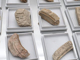 Genuine Fossil Stingray Tooth Plate | Morocco | Display Case