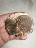 115g Polished Petrified Wood Slice Fossil Wood Tree Ring Display Specimen
