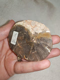 115g Polished Petrified Wood Slice Fossil Wood Tree Ring Display Specimen