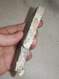 54g Polished Blue Coral Slice Specimen Heliopora Natural Oceanic Display