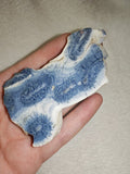 46g Polished Blue Coral Slice Starburst Corallite Heliopora Fossil Marine Display