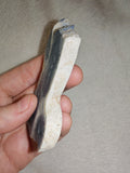 46g Polished Blue Coral Slice Starburst Corallite Heliopora Fossil Marine Display