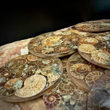 Natural Ammonite Fossil Coaster | Genuine Fossil in Resin | Madagascar