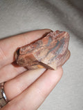 Mookaite Jasper Raw Mineral Specimen Red Yellow Cream Natural Stone 19g