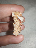 Vanadinite Orange Red Crystals on Matrix Natural Mineral Specimen 9g
