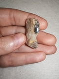 Natural Tourmalinated Quartz with Black Tourmaline Schorl Raw Specimen 8g