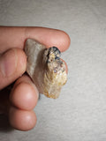 Natural Tourmalinated Quartz with Black Tourmaline Schorl Raw Specimen 8g