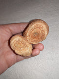 Moroccan Sand Stromatolite Pseudo-Stromatolite Desert Concretion 159g #4