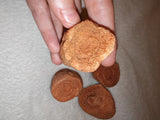 Moroccan Sand Stromatolite Pseudo-Stromatolite Desert Concretion 50-65g
