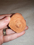 Moroccan Sand Stromatolite Pseudo-Stromatolite Desert Concretion 50-65g
