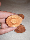 Moroccan Sand Stromatolite Pseudo-Stromatolite Desert Concretion 30-40g