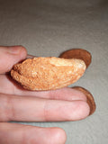Moroccan Sand Stromatolite Pseudo-Stromatolite Desert Concretion 30-40g