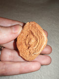 Moroccan Sand Stromatolite Pseudo-Stromatolite Desert Concretion 30-40g
