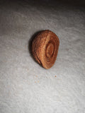 Moroccan Sand Stromatolite Pseudo-Stromatolite Desert Concretion 20g