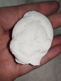 Menalite Fairy Stone Concretion 38g Natural Moroccan Specimen #6