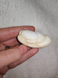 Menilite Menalite Fairy Stone Nodular Opal Concretion 30g #9