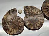 Large Polished Cleoniceras Ammonite Fossil Pair | Madagascar | 5–5.25 Inch