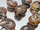 Small Polished Nautilus Fossil | Madagascar | Approx. 3.5cm
