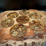 Natural Ammonite Fossil Coaster | Genuine Fossil in Resin | Madagascar