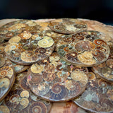 Natural Ammonite Fossil Coaster | Genuine Fossil in Resin | Madagascar