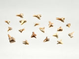 Genuine Fossil Shark Tooth Otodus | Moroccan Fossil in Magnifying Display Box