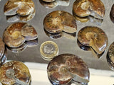 Natural Iridescent Red Ammonite Fossil | 4–5cm