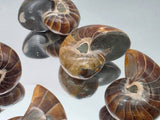 Small Polished Nautilus Fossil | Madagascar | Approx. 3.5cm