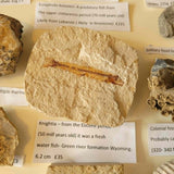 Knightia Fossil Fish on Natural Stone Matrix | Green River Formation Wyoming | Eocene | 6.2cm