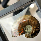 Natural Iridescent Red Ammonite Fossil | Madagascar | Floating Display Frame