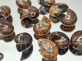 Small Polished Nautilus Fossil | Madagascar | Approx. 3.5cm