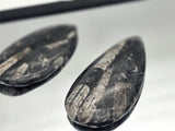 Large Orthoceras Fossil | Morocco | 4–5 Inch Natural Specimen