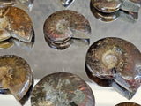 Natural Iridescent Red Ammonite Fossil | 4–5cm