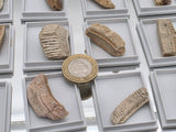 Genuine Fossil Stingray Tooth Plate | Morocco | Display Case