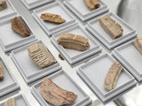 Genuine Fossil Stingray Tooth Plate | Morocco | Display Case
