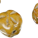 Polished Sea Urchin Fossil | Madagascar | Approx. 5cm