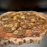 Natural Ammonite Fossil Coaster | Genuine Fossil in Resin | Madagascar