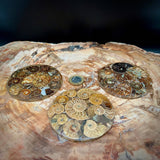 Natural Ammonite Fossil Coaster | Genuine Fossil in Resin | Madagascar