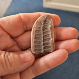 Natural Trilobite Pygidium Fossil | Genuine Prehistoric Tail Section | 13g