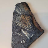Natural Graptolite Fossil in Shale | Ordovician / Silurian Marine Fossil Display Specimen | 70g
