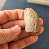 Natural Trilobite Pygidium Fossil | Genuine Prehistoric Tail Section | 13g