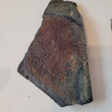 Natural Graptolite Fossil in Shale | Ordovician / Silurian Marine Fossil Display Specimen | 70g