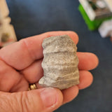 Fossil Horn Coral (Rugose Coral) | Solitary Coral Fossil Specimen | 46g