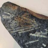 Natural Graptolite Fossil in Shale | Ordovician / Silurian Marine Fossil Display Specimen | 70g