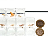 Genuine Fossil Shark Tooth Otodus | Moroccan Fossil in Magnifying Display Box