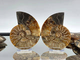 Large Polished Cleoniceras Ammonite Fossil Pair | Madagascar | 5–5.25 Inch