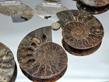 Large Polished Cleoniceras Ammonite Fossil Pair | Madagascar | 5–5.25 Inch