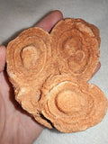 Moroccan Pseudo-Stromatolite Sand Concretion Barite Desert Formation 316g #1