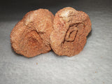 Moroccan Sand Stromatolite Pseudo-Stromatolite Desert Concretion 80g #2