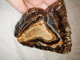 Natural Chocolate Calcite Polished Freeform 532g | Pakistan | Banded Botryoidal Display Mineral Specimen #8
